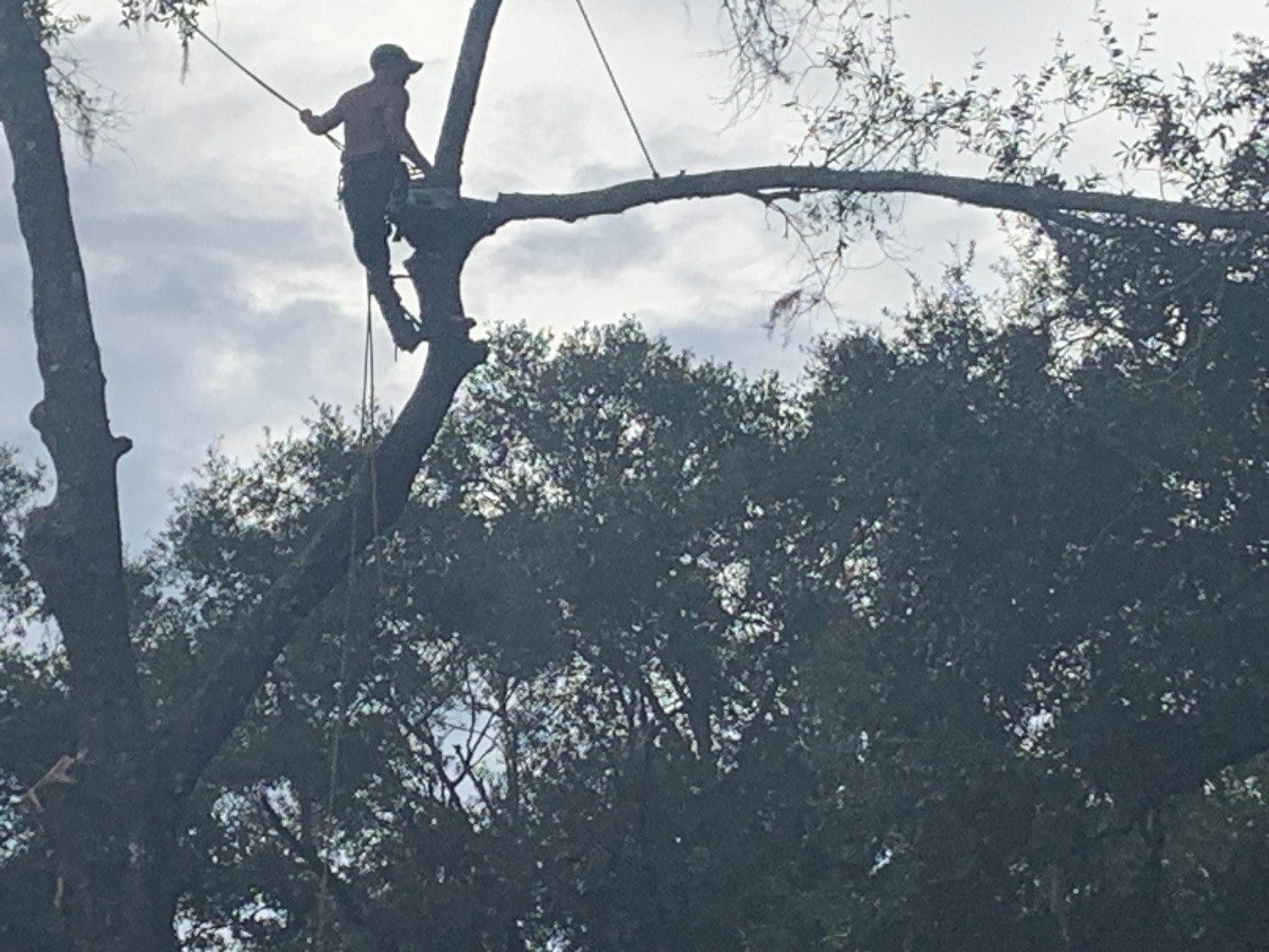 Climber cutting a large oak limb with a tag line on the piece