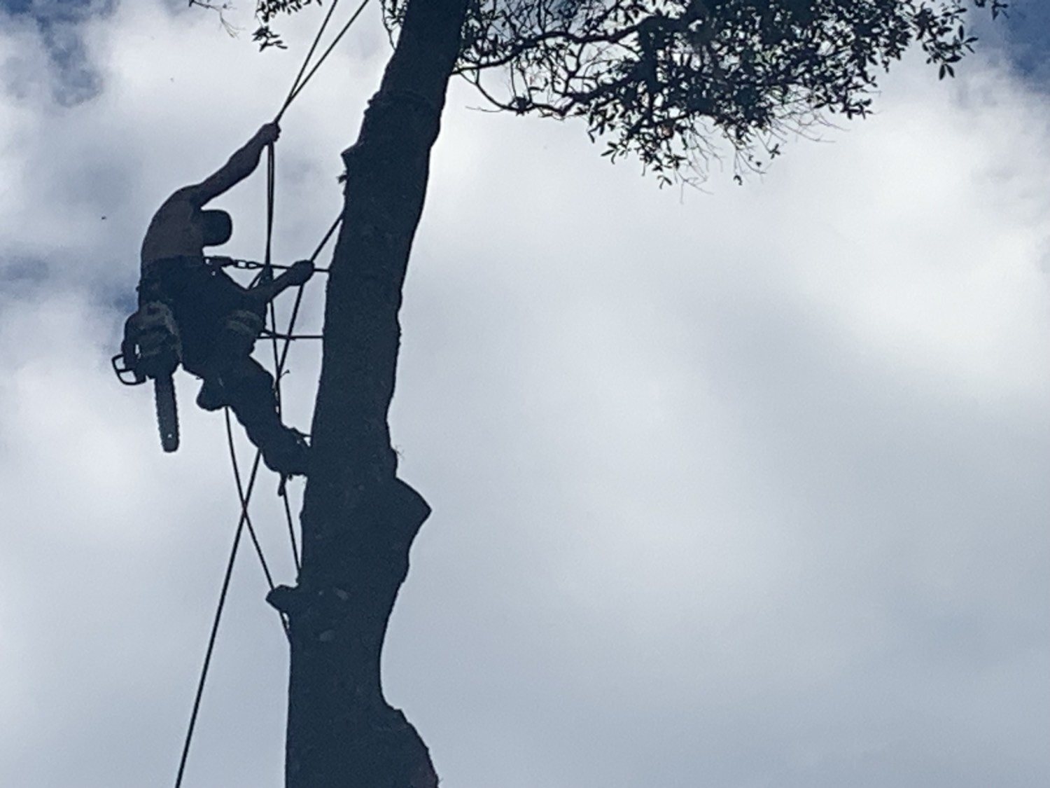 Climber tied in on a stem, saw on the belt, ropes against a Florida sky