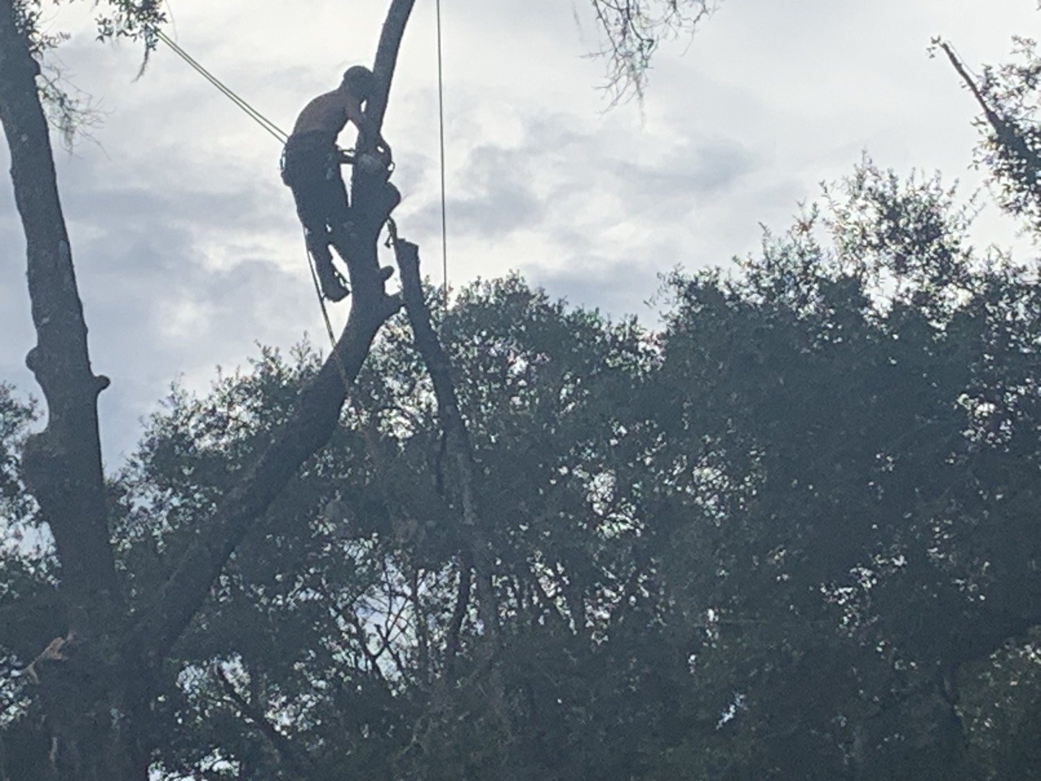Climber hanging a cut oak limb on the rope before the drop