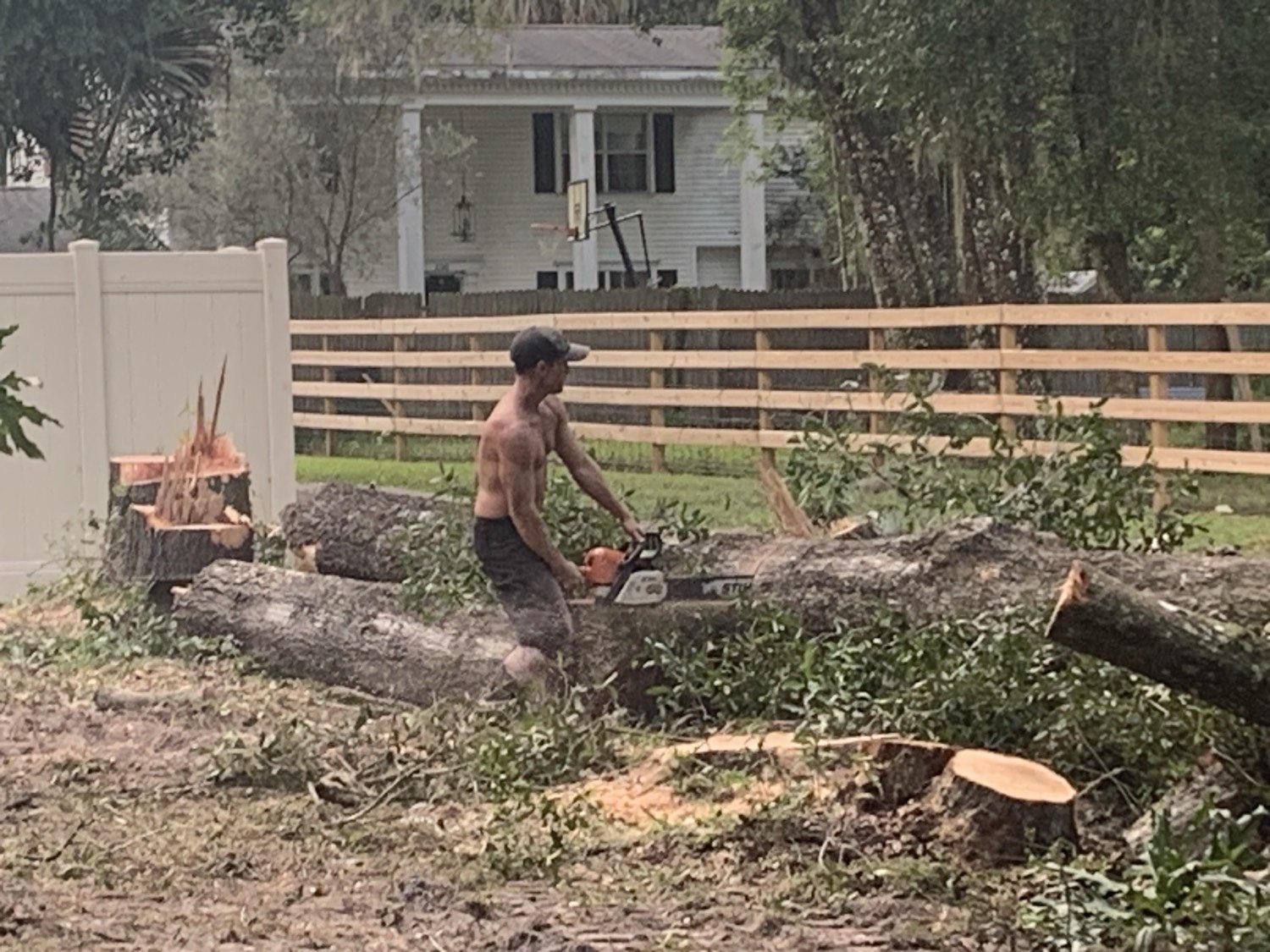 Sectioned oak logs and stumps after a backyard takedown